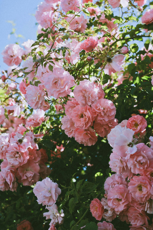Rose Gardens and Hidden Courtyards